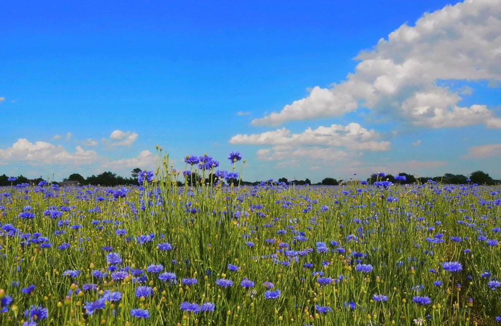 На недельку до второго Я уеду в Васильково