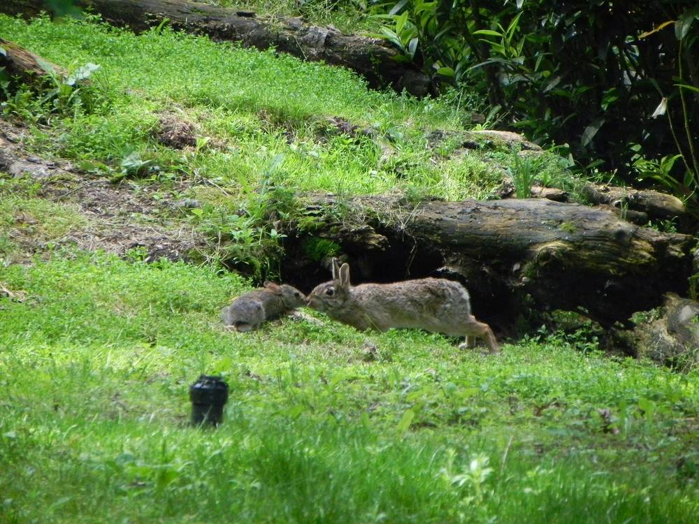 Mommy & Baby Cottontail