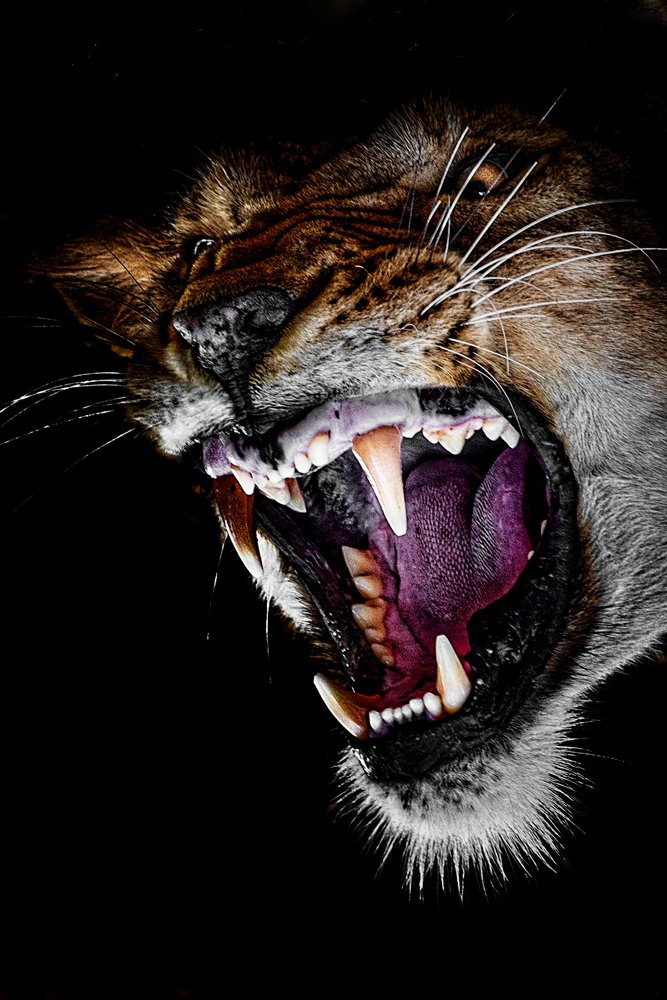 When Lioness says "no"!