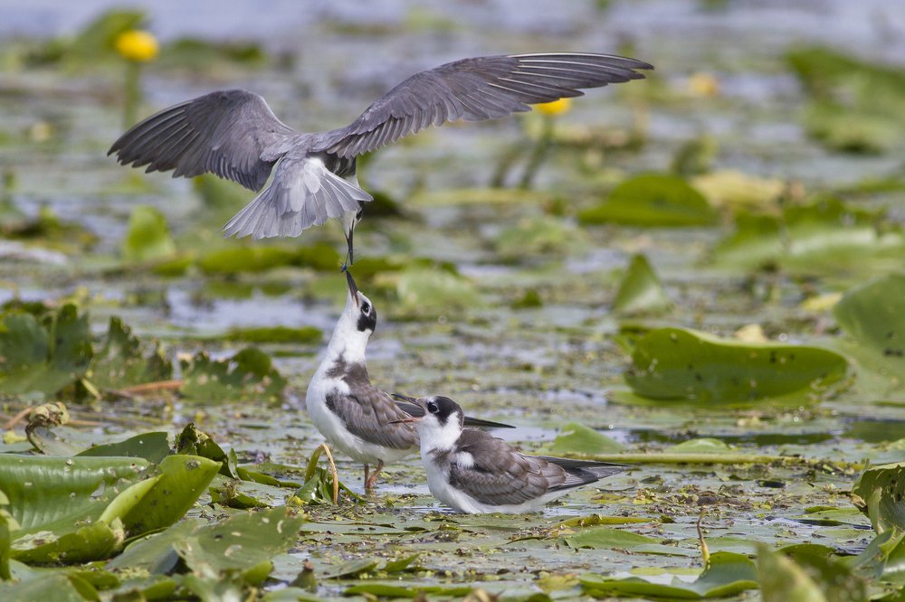 Photograph by Сергей Алексеев