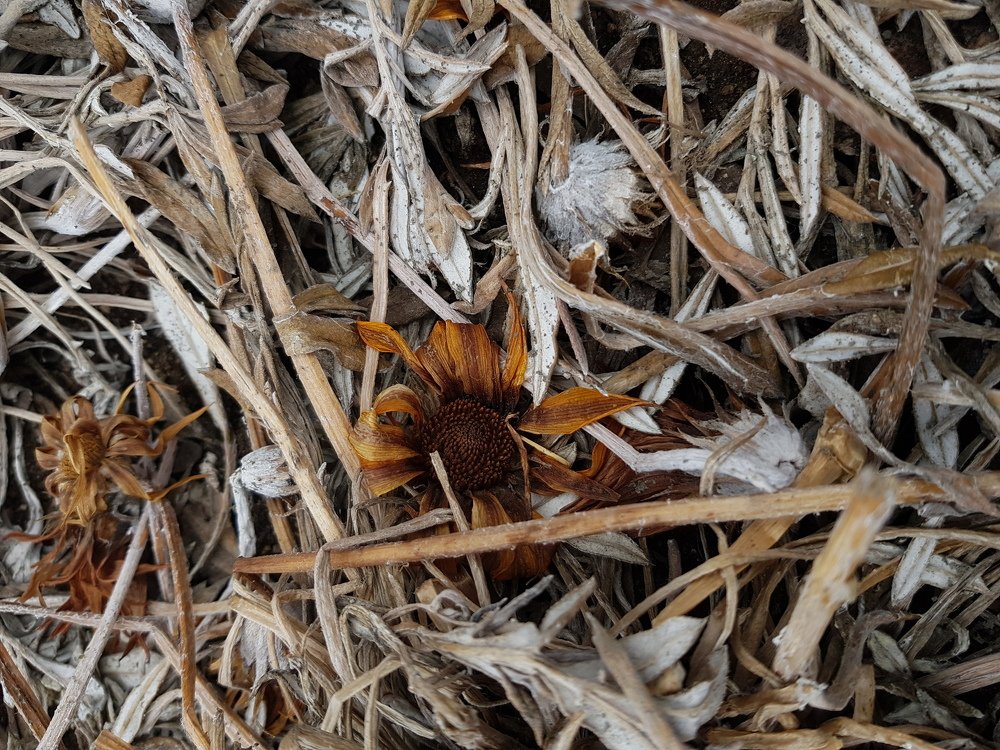 Photograph by Сергей Цыганков