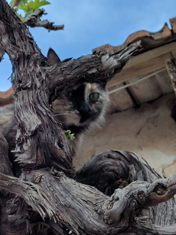 Camouflage