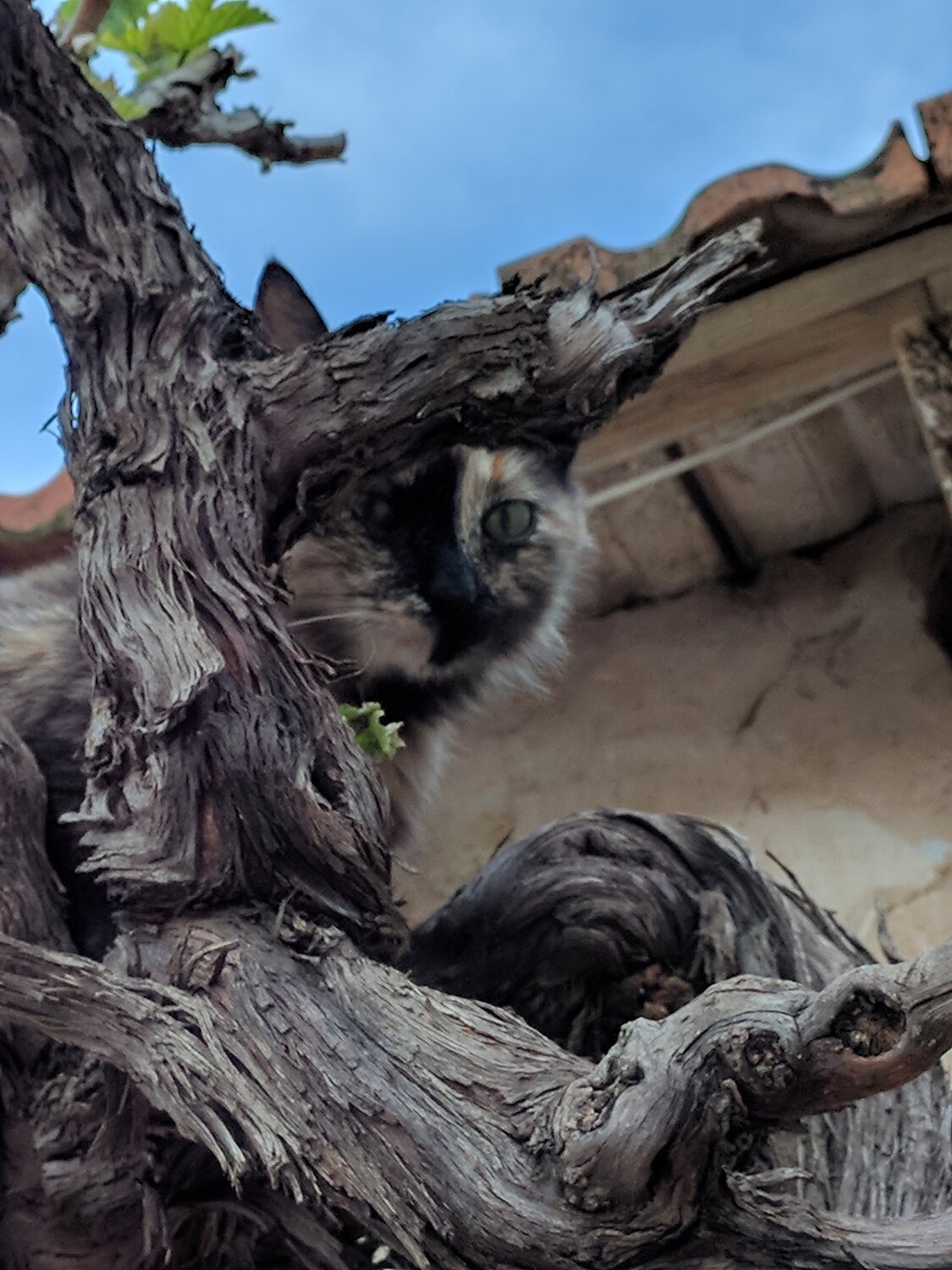 Camouflage