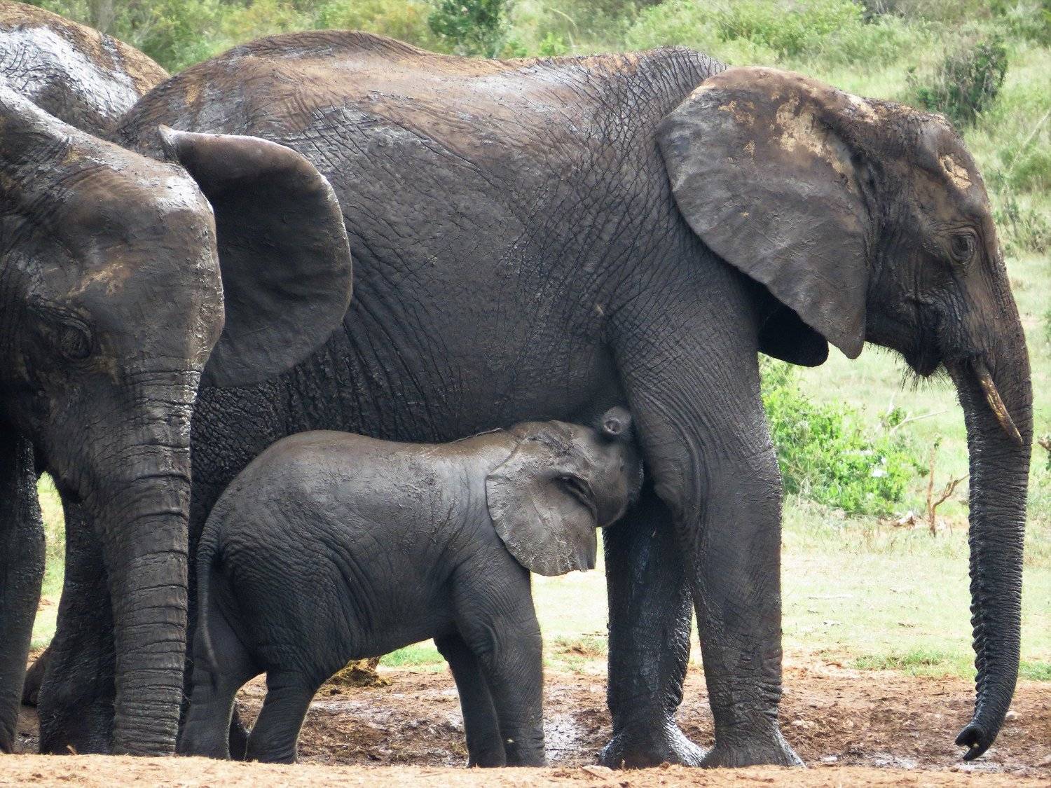 Baby elephant suckling