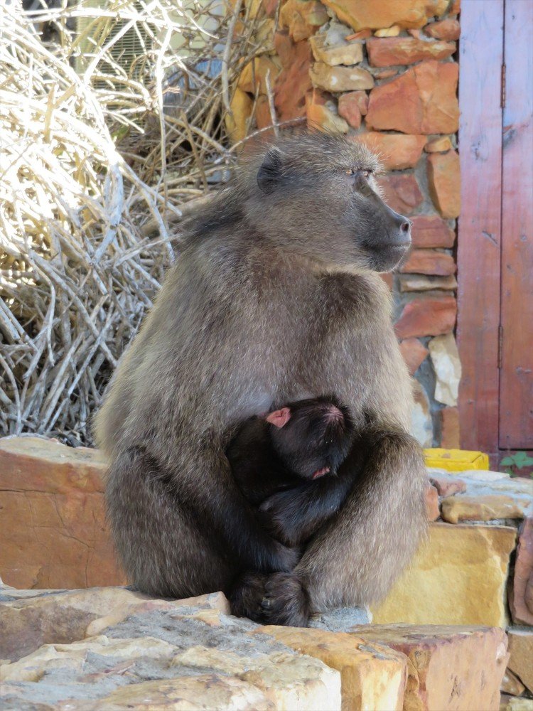 Mother baboon and son