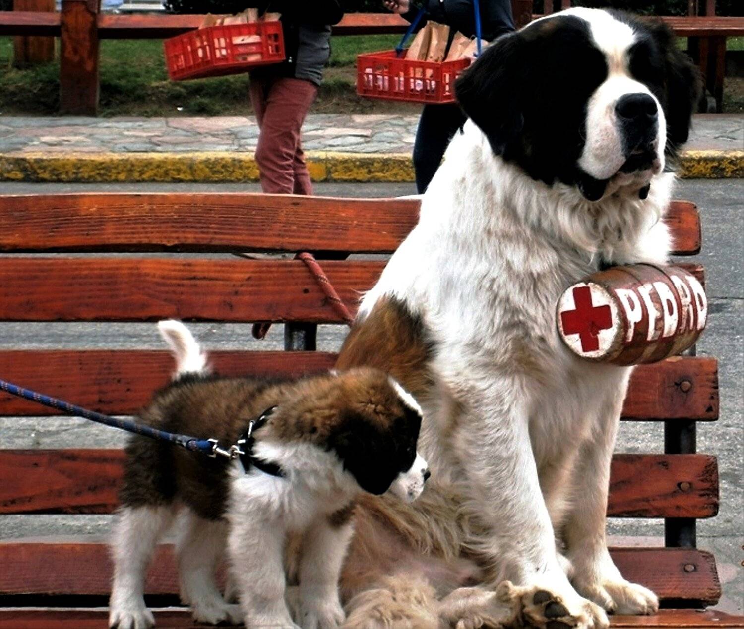 Saint Bernard dog and puppy