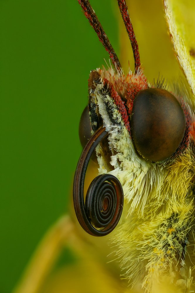 Бабочка лимонница