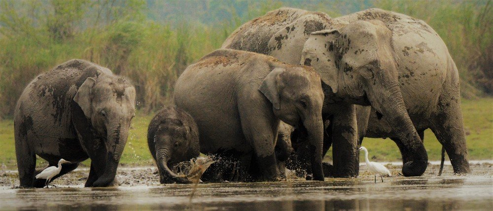 Into the Ele's World