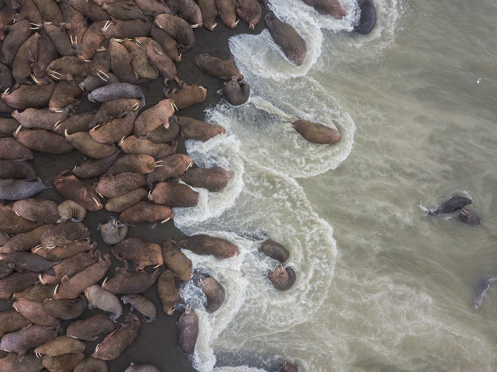 Живые камни