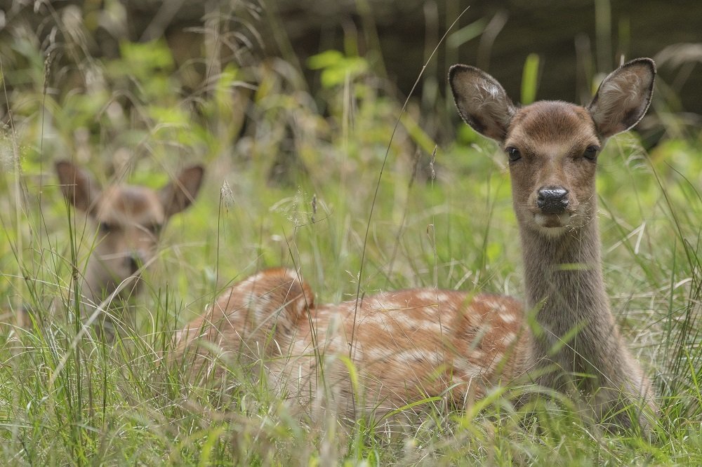 relax behind mothers back