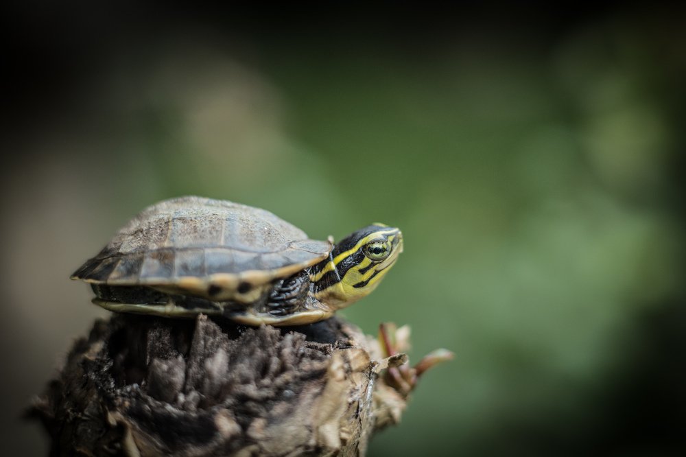 Litle turtle in the top