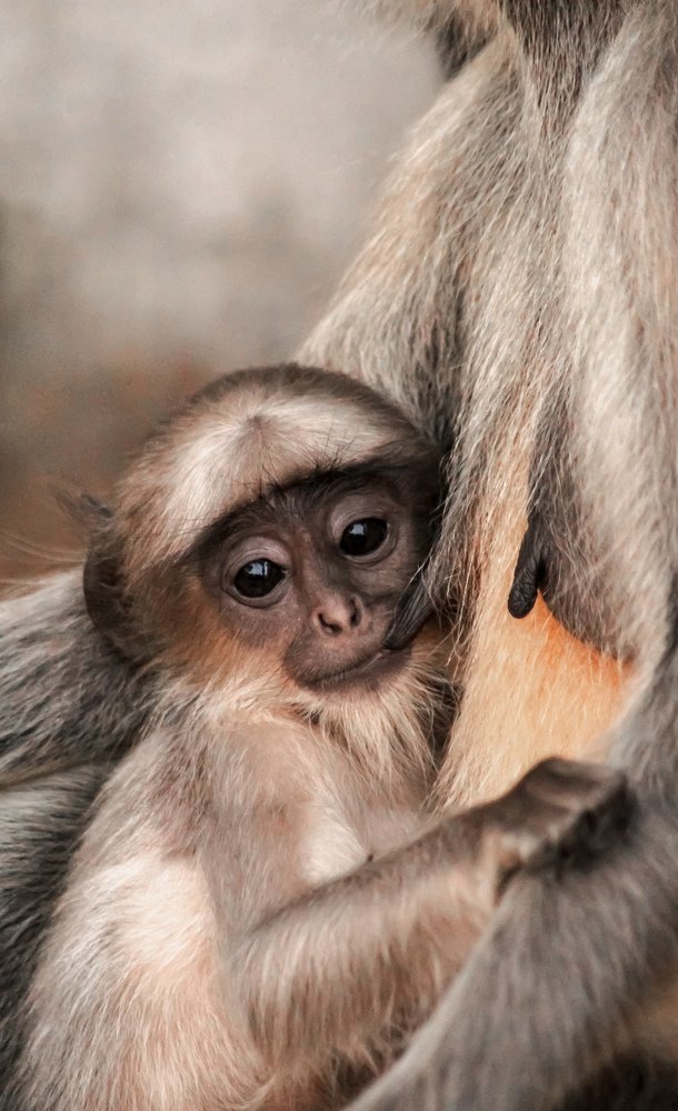Baby monkey with mom