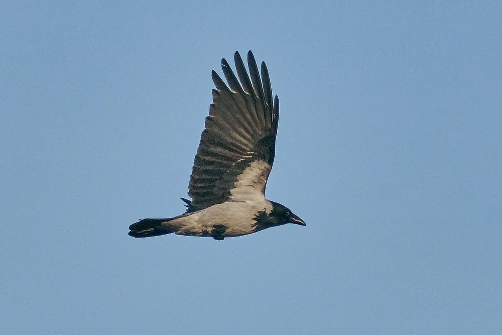 Ворон прилетел