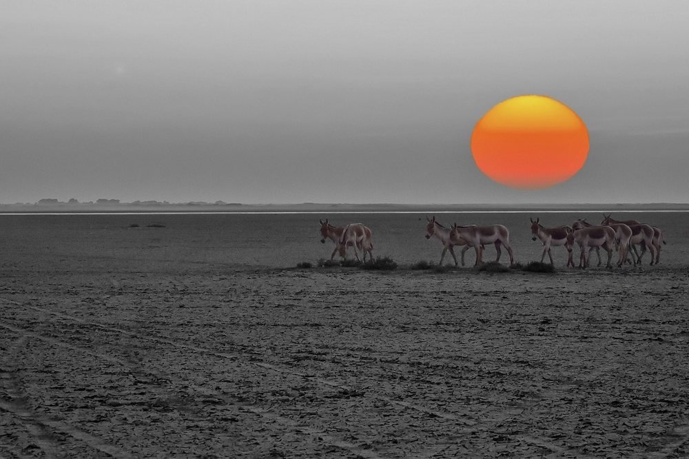 Survival Instincts!!