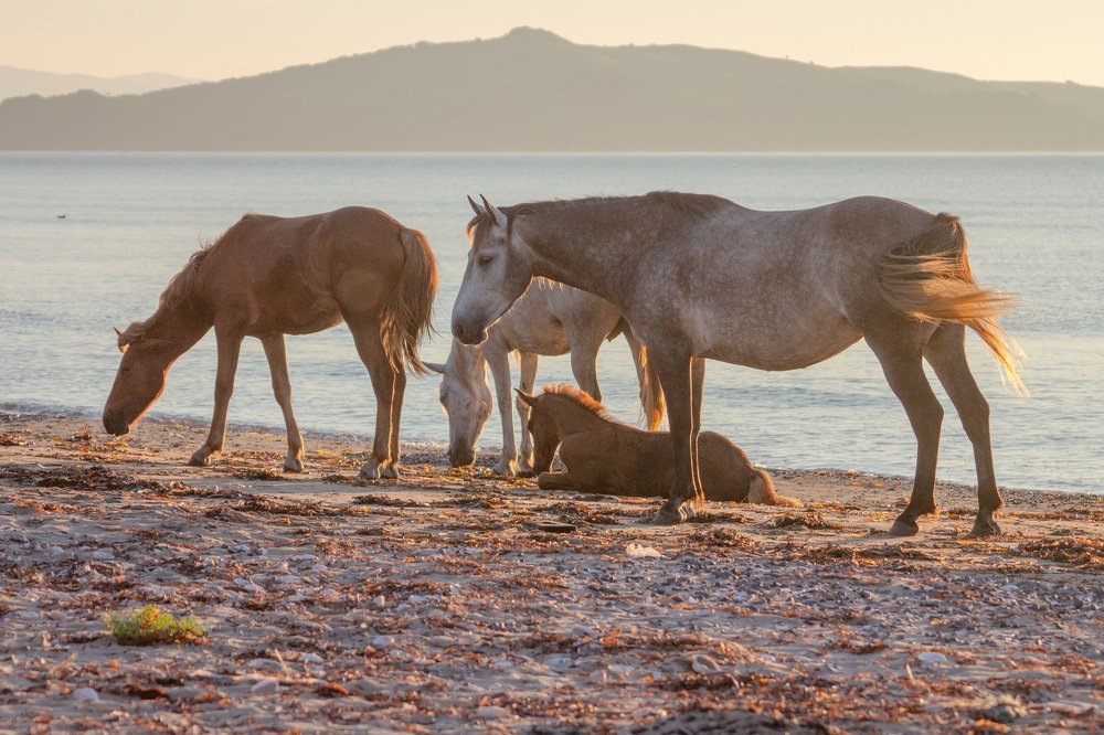 Много моря, много мам!