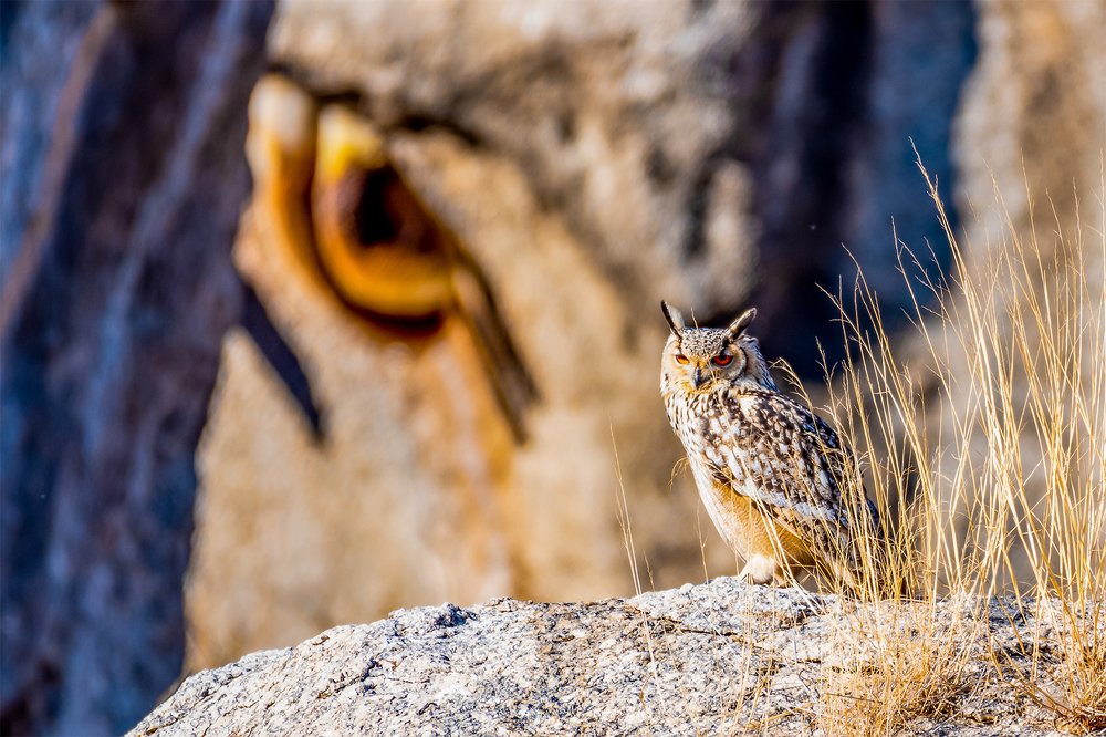 Indian Eagle Owl