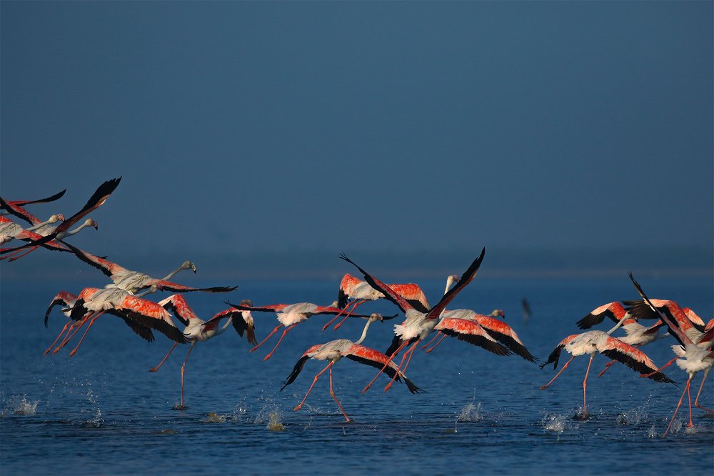 Flamingos depart at the break of dawn.