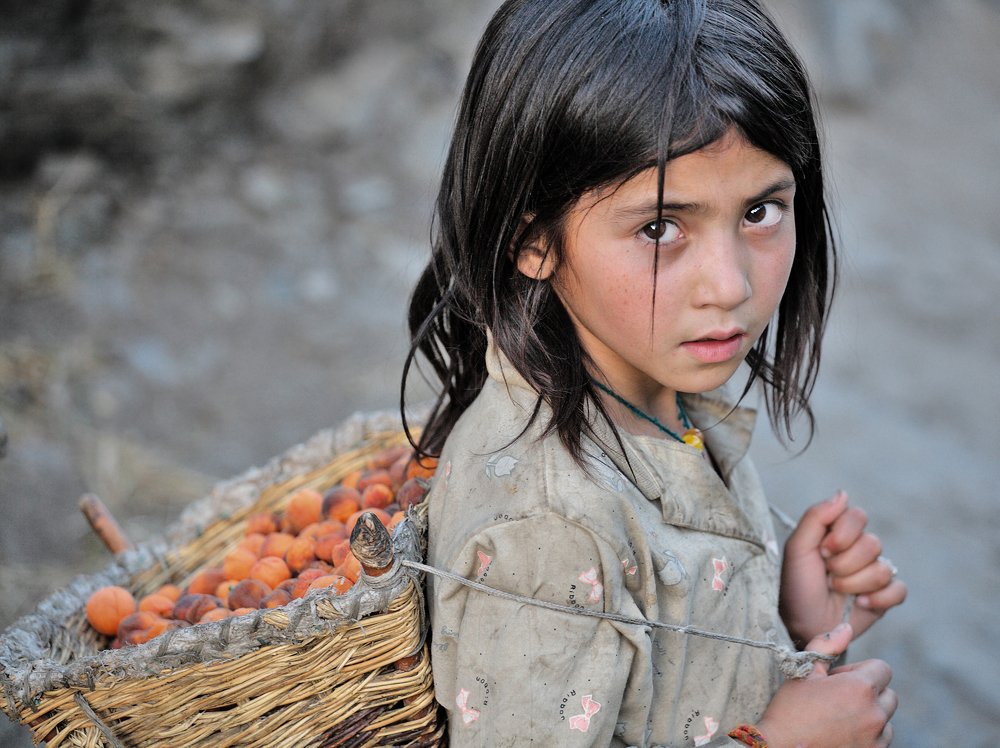 Дикие абрикосы..