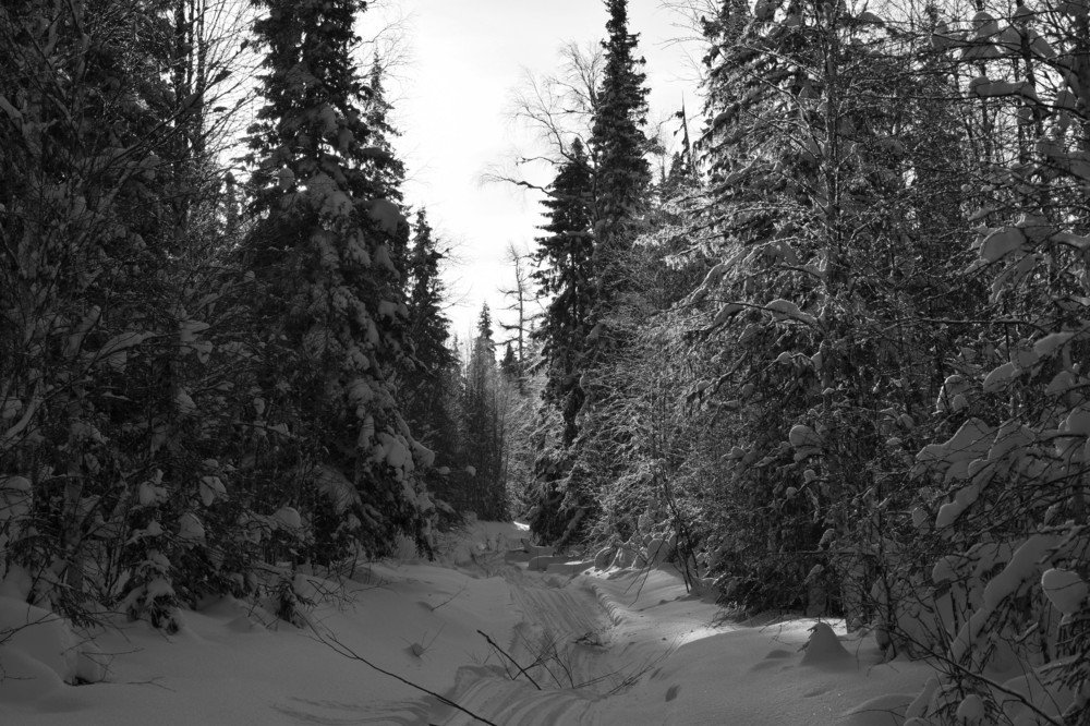 лесная тропинка