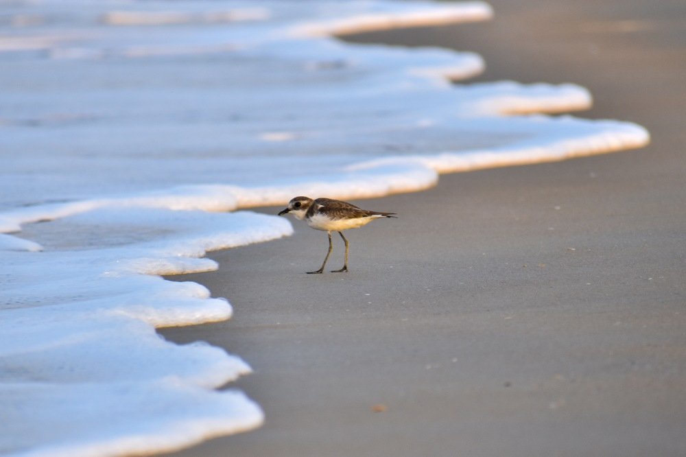 Sand Plover