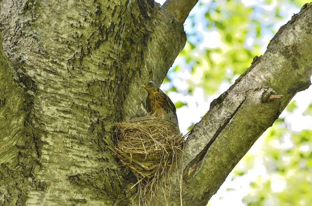 Дикие животные с потомством