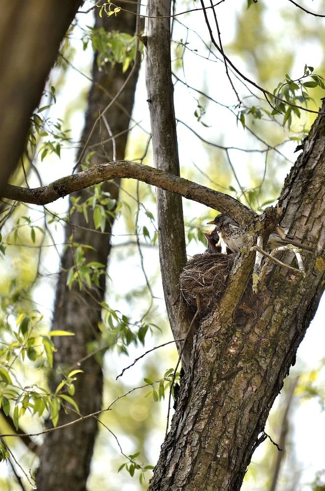 Дикие животные с потомством