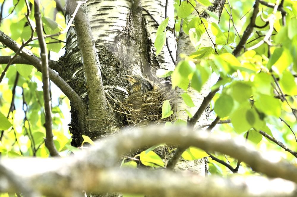 Дикие животные с потомством