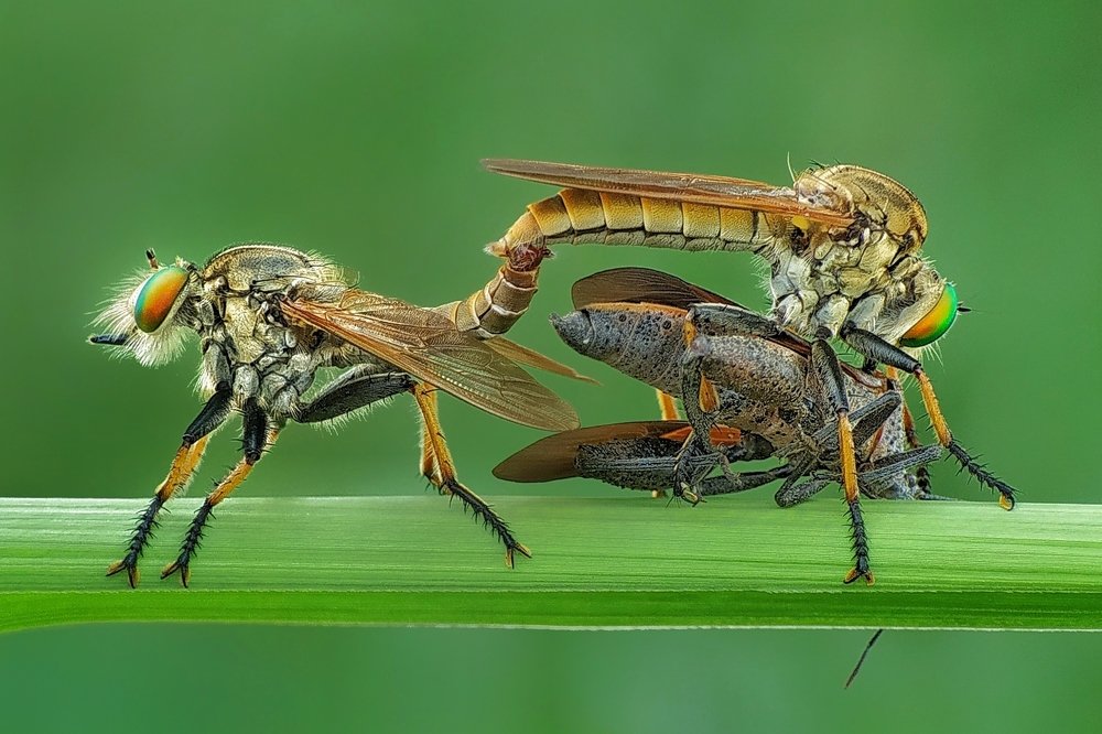 Mating with meal