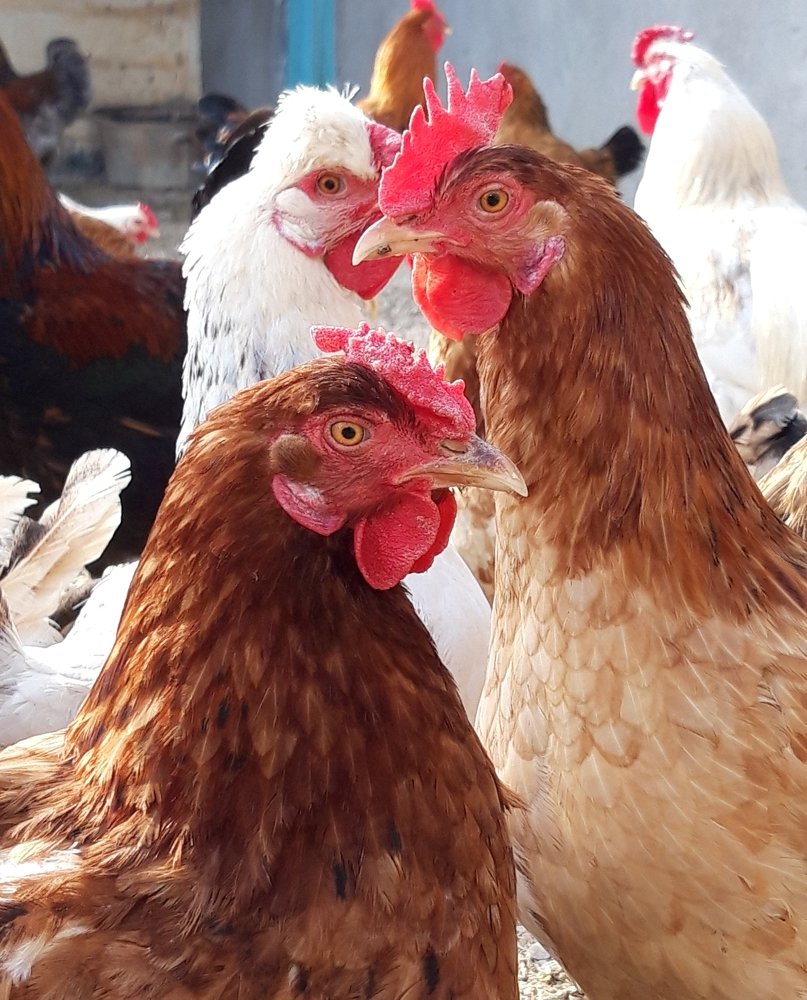 My chickens