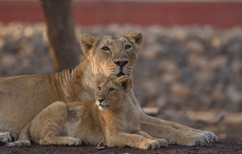 Asiatic lioness with cubs
