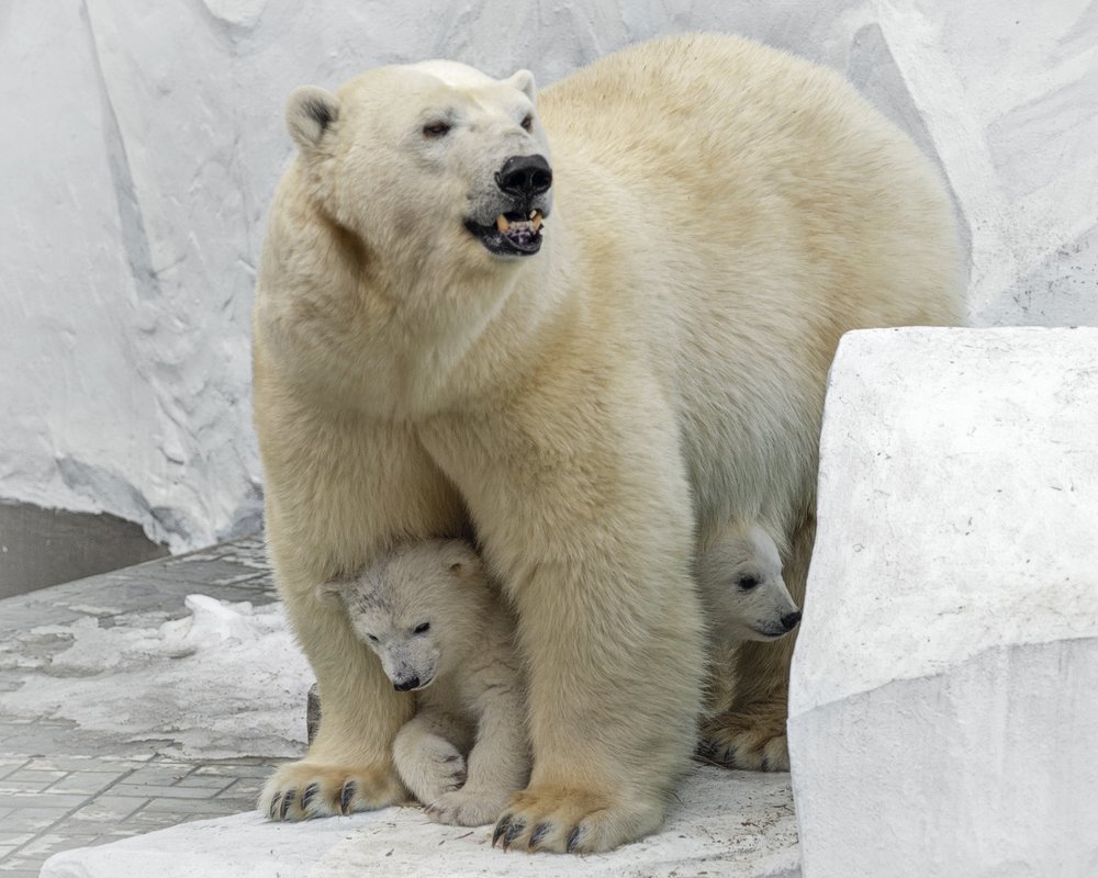 У мамы - двойня