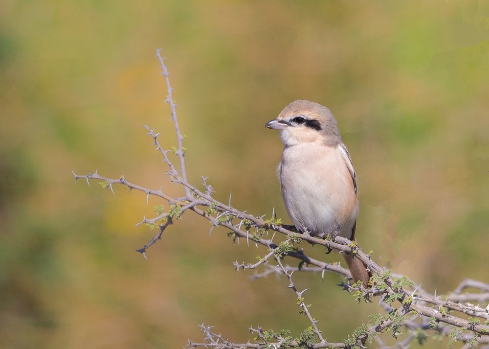 shrike