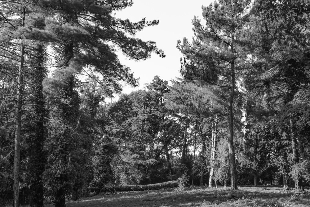 Лесной ласковый плен