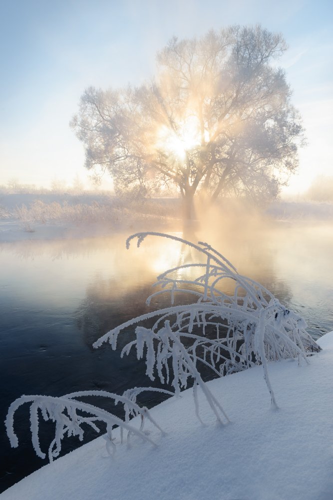 Сквозь туман и ветки солнце пробивалось.