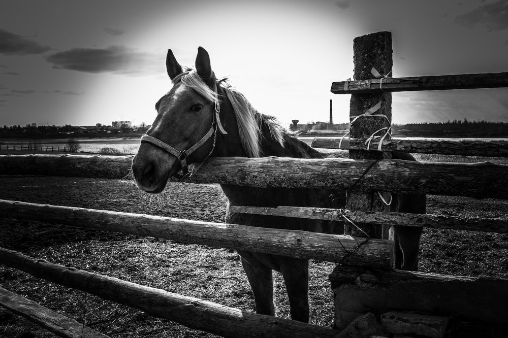 Черно-белая реальность