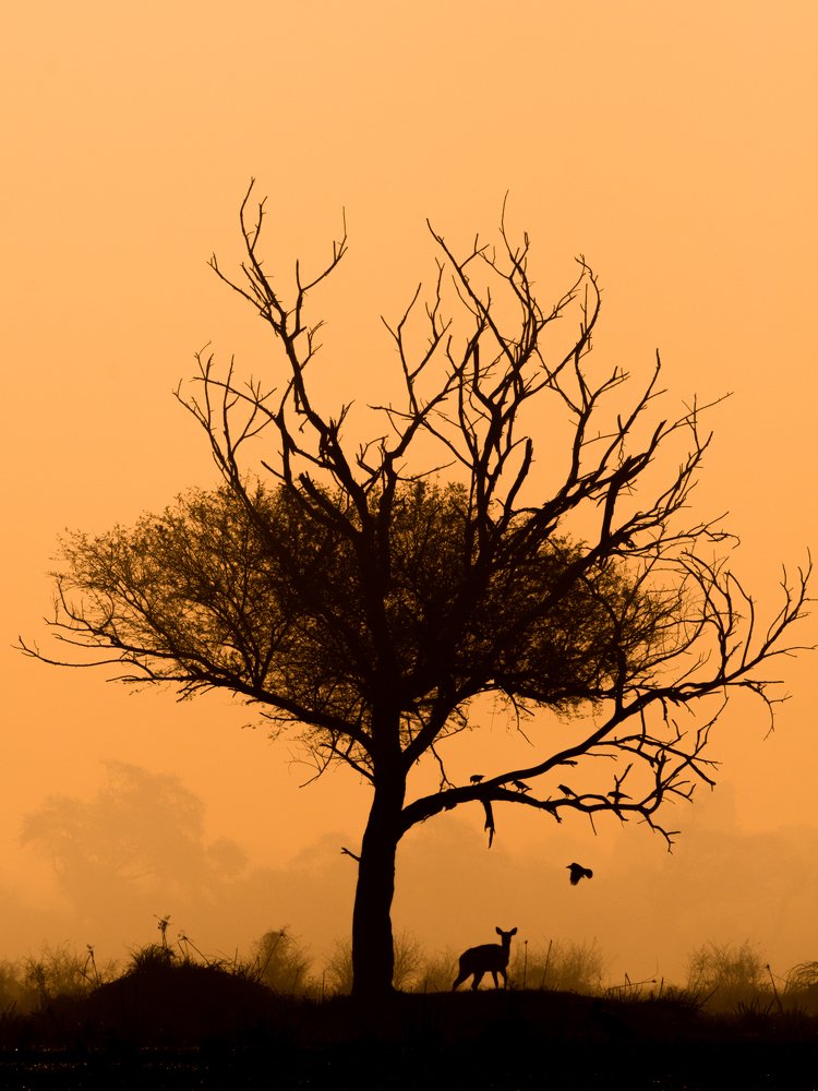 Small creature with bold spirit