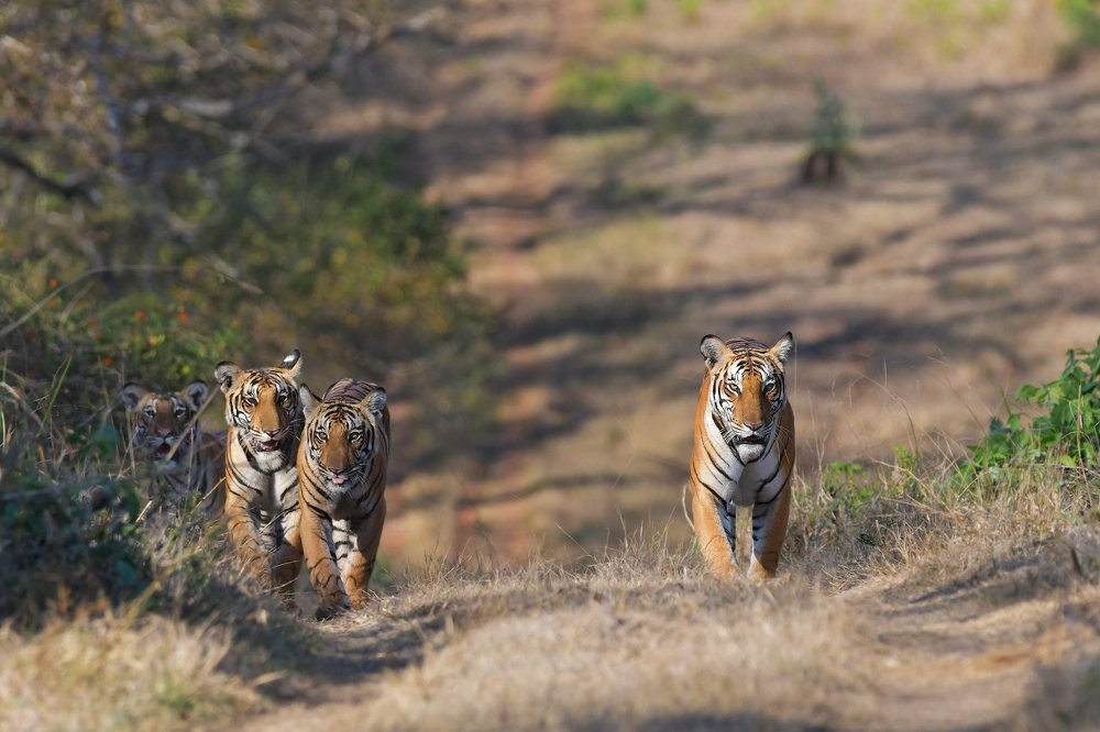 Tigress with Cubs