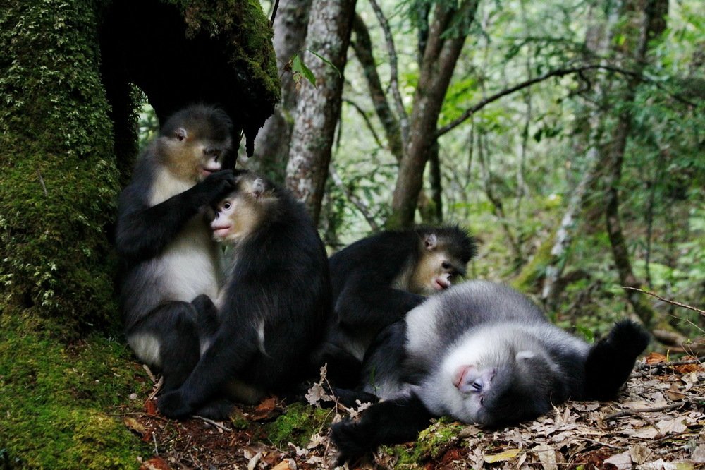 Yunnanese snub-nosed monkeys