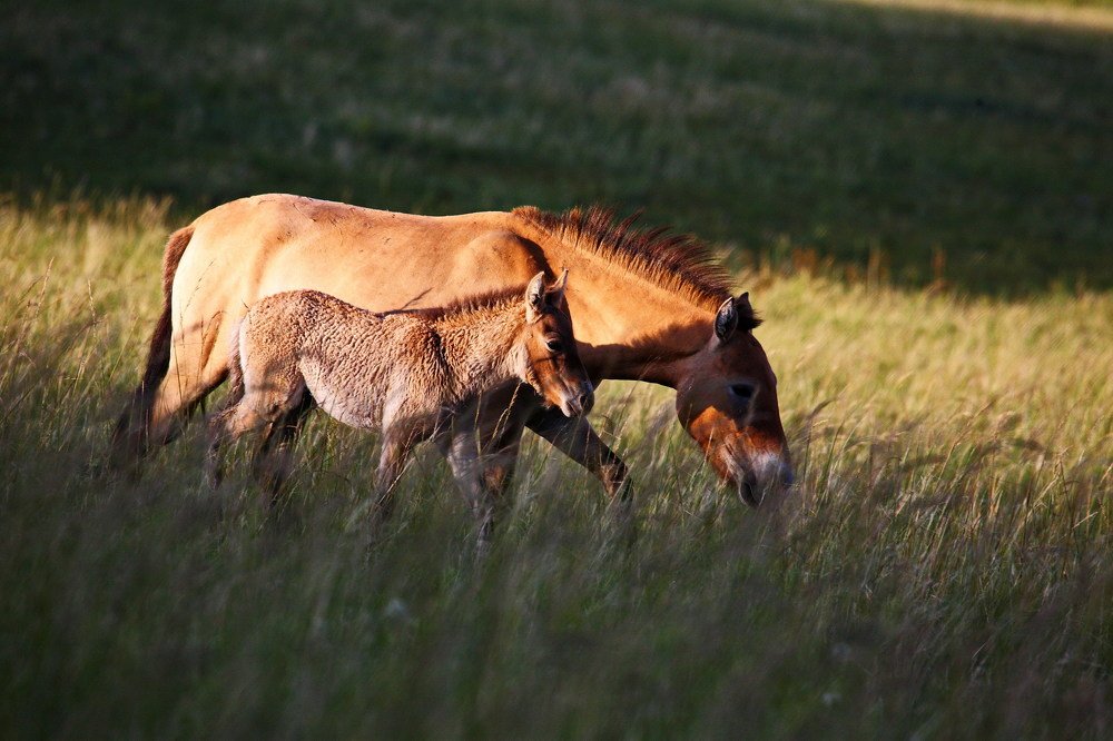 Przewalski's horses