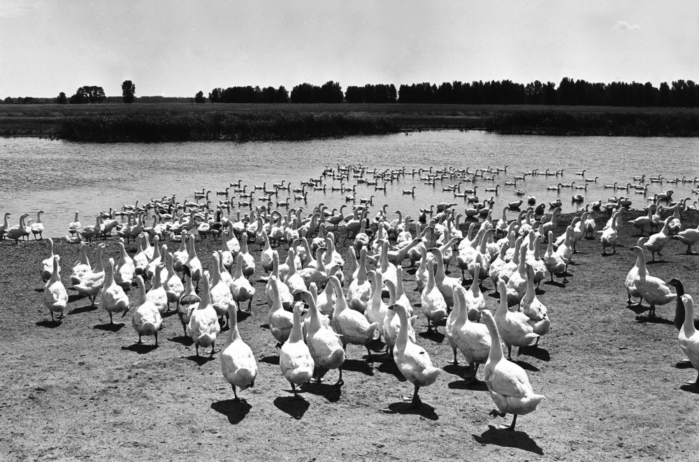 Goose lake