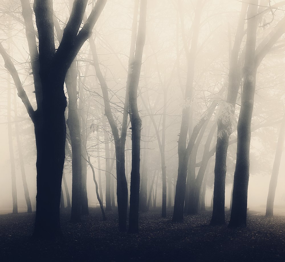 Photograph by Максим Сиротинин