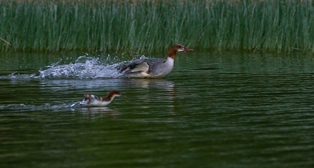 На перегонки