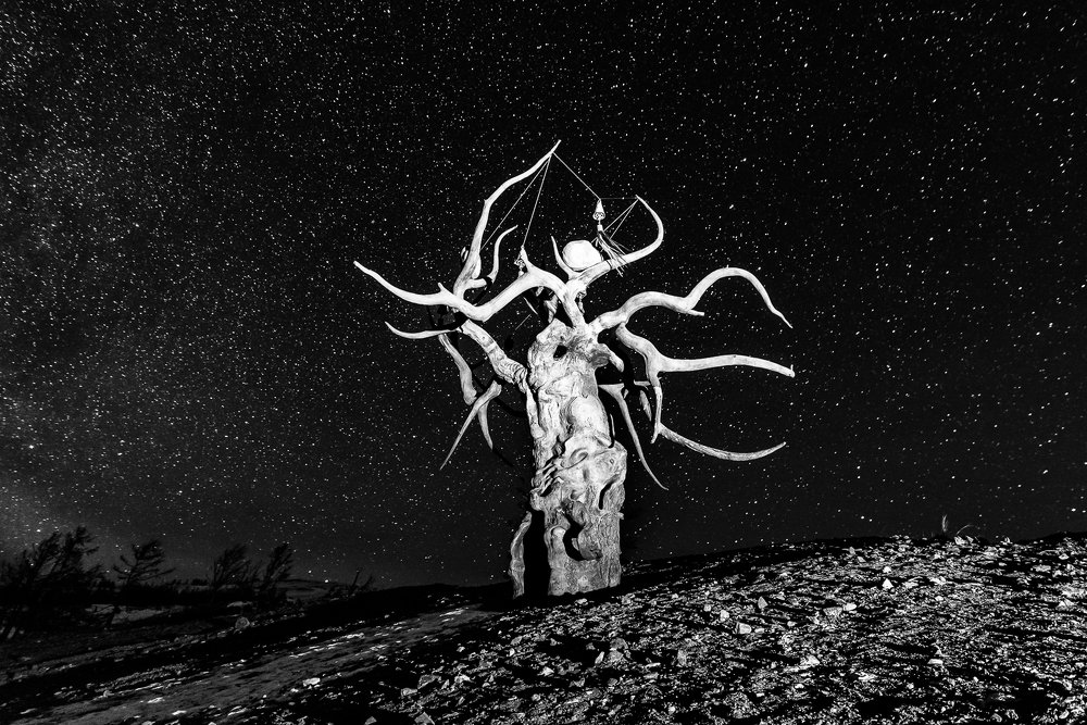 Дерево Даши на Байкале