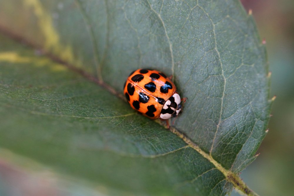 Ladybug On Leaf