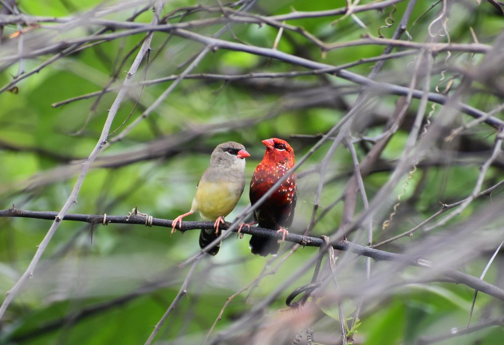 Pair of Red Munia Bird