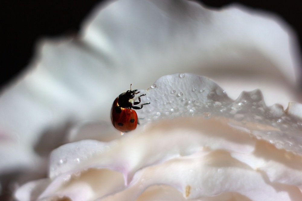 Роза и ее обитатель