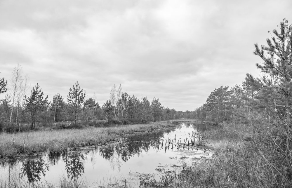 На торфянике