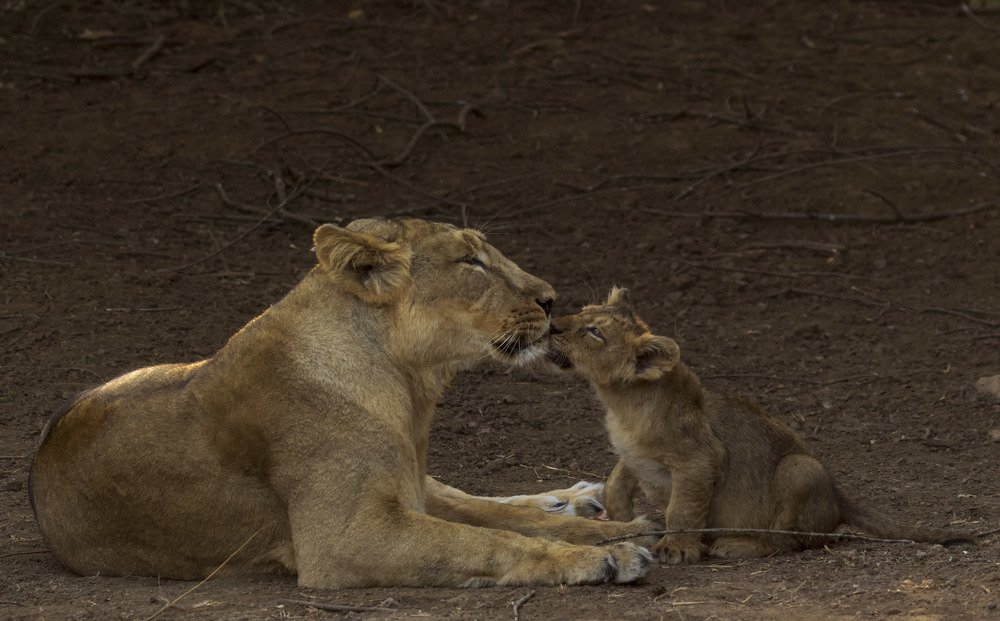 Love Of Mother and Cub