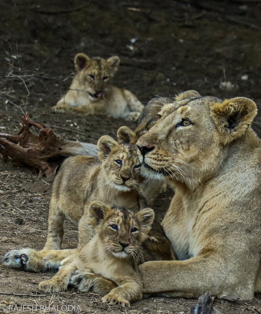 Proud Mother with Her Cubs