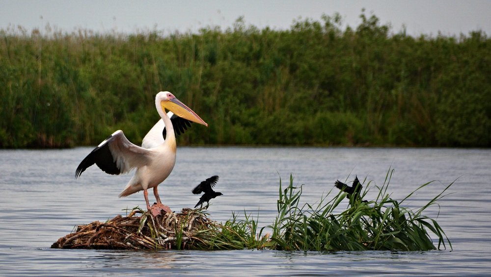 Photograph by Bocse Angela - Codrina